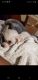 Poodle Puppies for sale in 270 Clinton Ave, Albany, NY 12210, USA. price: NA