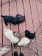 Poodle Puppies for sale in 7234 Wisner Ave, Newaygo, MI 49337, USA. price: NA