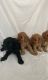 Poodle Puppies for sale in Murfreesboro, TN, USA. price: $540