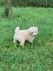 Poodle Puppies for sale in Wheeling, WV 26003, USA. price: $1,500