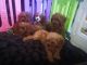 Poodle Puppies for sale in Waldorf, MD, USA. price: NA