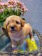 Poodle Puppies for sale in Palm Springs, CA, USA. price: NA