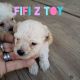 Poodle Puppies for sale in Coldwater, MI 49036, USA. price: NA