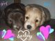 Poodle Puppies for sale in Exira, IA 50076, USA. price: $780