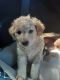 Poodle Puppies for sale in Stockton, CA 95207, USA. price: NA