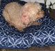 Poodle Puppies for sale in Georgetown, SC 29440, USA. price: $200