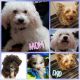 Poodle Puppies for sale in Rialto, CA, USA. price: NA