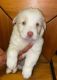 Poodle Puppies for sale in Anaheim Hills, Anaheim, CA, USA. price: $500