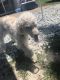 Poodle Puppies for sale in Fort Washington, MD, USA. price: NA