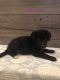 Poodle Puppies for sale in Fort Wayne, IN, USA. price: NA