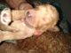 Poodle Puppies for sale in Colton, NY 13625, USA. price: NA
