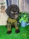 Poodle Puppies for sale in Tamarac, FL, USA. price: $2,200