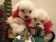 Poodle Puppies for sale in Clearwater, FL, USA. price: NA