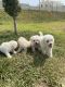 Poodle Puppies for sale in San Diego, CA, USA. price: $550
