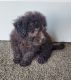 Poodle Puppies for sale in San Joaquin County, CA, USA. price: NA