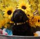 Poodle Puppies for sale in Centennial, CO, USA. price: NA