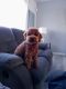 Poodle Puppies for sale in Emmaus, PA 18049, USA. price: NA