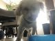 Poodle Puppies for sale in Lawrenceville, GA, USA. price: $120