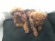 Poodle Puppies for sale in Montreal, QC, Canada. price: $750