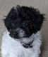 Poodle Puppies for sale in Parker, CO, USA. price: NA