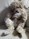 Poodle Puppies for sale in Mundelein, IL, USA. price: NA
