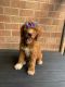 Poodle Puppies for sale in Harrisburg, PA, USA. price: NA
