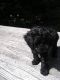 Poodle Puppies for sale in Utica, NY, USA. price: NA