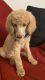 Poodle Puppies for sale in Joliet, IL, USA. price: NA
