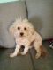 Poodle Puppies for sale in 9608 E Baywood Ave, Mesa, AZ 85208, USA. price: NA