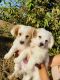 Poodle Puppies for sale in 17294 Redmaple St, Fontana, CA 92337, USA. price: NA