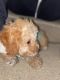 Poodle Puppies for sale in Rockford, IL, USA. price: NA