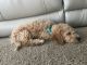 Poodle Puppies for sale in Greenwood, IN, USA. price: NA