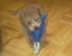 Poodle Puppies for sale in Brooklyn, NY, USA. price: $1,500