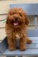 Poodle Puppies for sale in Mansfield, MA, USA. price: $1,500