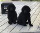 Poodle Puppies for sale in Logan, UT 84321, USA. price: NA