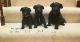 Poodle Puppies for sale in La Vista, NE, USA. price: $950