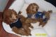 Poodle Puppies for sale in Duluth, GA, USA. price: $2,750