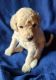 Poodle Puppies for sale in Tacoma, WA, USA. price: NA