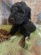 Poodle Puppies for sale in Burlington, IA, USA. price: NA