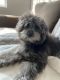 Poodle Puppies for sale in Fort Myers, FL, USA. price: NA