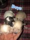 Poodle Puppies for sale in Chowchilla, CA 93610, USA. price: NA