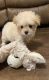 Poodle Puppies for sale in Coldspring, TX 77331, USA. price: NA