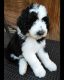 Poodle Puppies for sale in Phoenix, AZ 85029, USA. price: $2,500