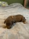 Poodle Puppies for sale in Richmond, IL 60071, USA. price: $1,800
