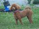 Poodle Puppies for sale in Sayre, PA 18840, USA. price: NA