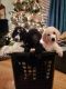Poodle Puppies for sale in Danville, VA, USA. price: NA