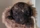 Poodle Puppies for sale in Odessa, TX, USA. price: $1,000