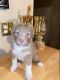 Poodle Puppies for sale in California City, CA, USA. price: $700