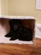 Poodle Puppies for sale in Warrensville, NC 28693, USA. price: NA