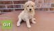 Poodle Puppies for sale in Middleburg, FL 32068, USA. price: NA